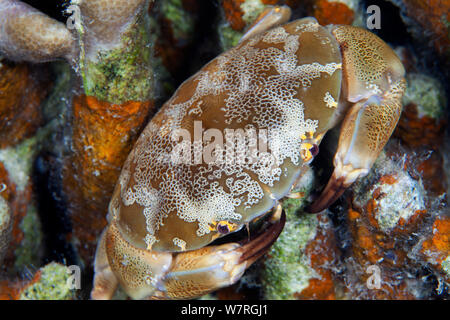 Crabe Oeuf Floral (Atergatis floridus), Île de Batasan, banc Danajon, Central Visayas, Philippines, Avril Banque D'Images