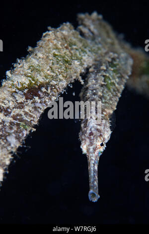 Double-clos les syngnathes (Syngnathoides biaculeatus), Île de Batasan, banc Danajon, Central Visayas, Philippines, Avril Banque D'Images