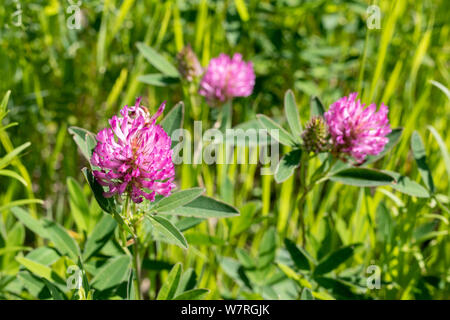 Trèfle des prés, trèfle rouge ou rose sur un fond de fleurs pré vert avec des fleurs Banque D'Images