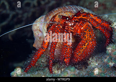 L'Ermite à taches blanches (Dardanus megistos), Île de Batasan, banc Danajon, Central Visayas, Philippines, Avril Banque D'Images