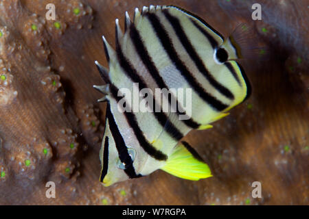 Huit-banded médiocre (Chaetodon octofasciatus), Île de Batasan banc Danajon, Central Visayas, Philippines, Avril Banque D'Images