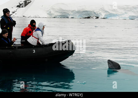 Zodiac avec curieux leopard seal (Hydrurga leptonyx) Wilhelmina Bay, du détroit de Gerlache. La péninsule antarctique, l'Antarctique. Banque D'Images