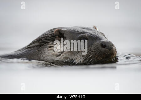 Loutre d'Europe (Lutra lutra) close up, baignade en rivière, le sud de l'Estonie, janvier. Banque D'Images