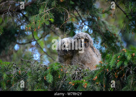 Deux hibou moyen-duc (Asio otus) poussins dans une épinette, le sud de l'Estonie, juin. Banque D'Images