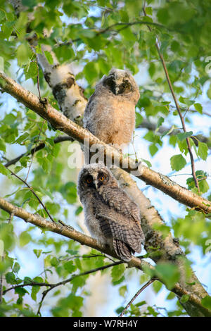 Le hibou moyen-duc (Asio otus) poussins perchés dans un bouleau, SouthernEstonia, juin. Banque D'Images