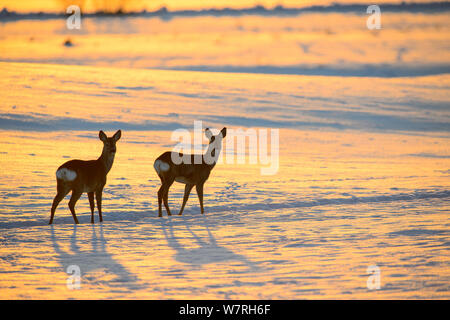 Le chevreuil (Capreolus capreolus) sur un champ neigeux au coucher du soleil, le sud de l'Estonie, février. Banque D'Images