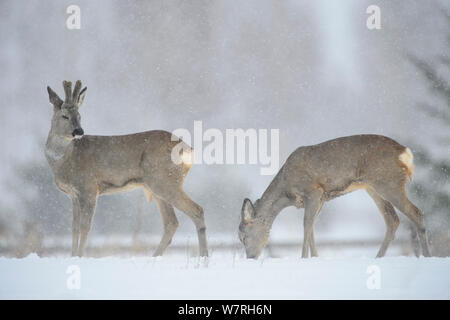 Le Chevreuil (Capreolus capreolus) se nourrissant d'un champ neigeux durant une chute de neige, le sud de l'Estonie n mars. Banque D'Images