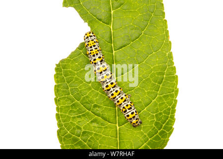 Mullein moth (Cucullia verbasci) chenille qui se nourrit d'une feuille, Buddleia Leicestershire, Angleterre, Royaume-Uni, juin. meetyourneighbors.net project Banque D'Images