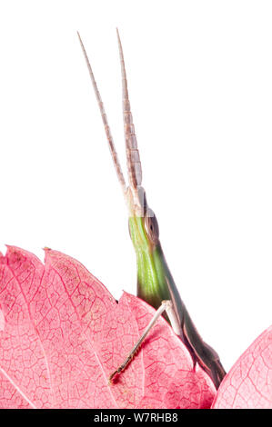 Fait-nez sauterelle (Acrida ungarica) grimpant sur feuille, Orvieto, Italie. Octobre. Portefeuille gagnant de la faune de l'Garden-International Photographe Jardin de l'année . Projet d'Meetyourneighbors.net Banque D'Images