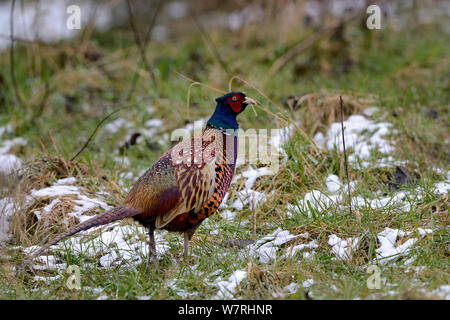 Le faisan commun (Phasianus colchicus) mâle dans la neige en hiver, Lorraine, France, Février Banque D'Images