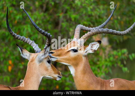 Impala (Aepyceros melampus) hommes chaque toilettage autres, Masai-Mara Game Reserve, Kenya Banque D'Images