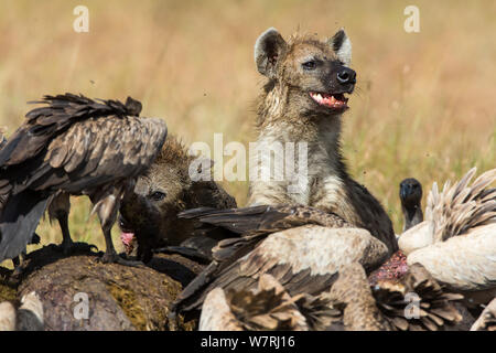 L'Hyène tachetée (Crocuta crocuta) se nourrissant de cadavre entouré de vautours à dos blanc (Gyps Africanus) Masai-Mara Game Reserve, Kenya Banque D'Images