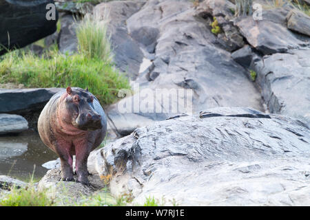 Hippopotame (Hippopotamus amphibius) dans la rivière Talek, Masai-Mara Game Reserve, Kenya Banque D'Images