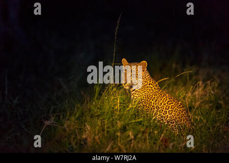 Leopard (Panthera pardus) la nuit, Masai-Mara Game Reserve, Kenya Banque D'Images