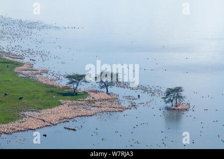 Le pélican blanc (Pelecanus onocrotalus) Vue aérienne de colonie, le Parc National de Nakuru, Kenya Banque D'Images