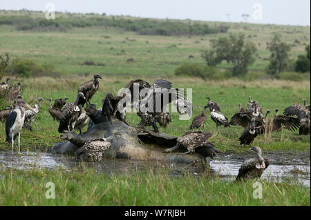 Les vautours à dos blanc (Gyps Africanus) se nourrissent d'une carcasse de l'hippopotame, le Masai-Mara Game Reserve, Kenya Banque D'Images