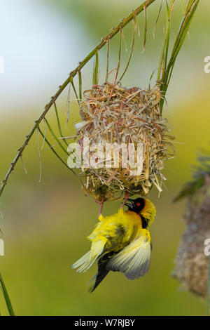 Village weaver (Ploceus cucullatus) Installation des mâles, Masai-Mara Game Reserve, Kenya Banque D'Images