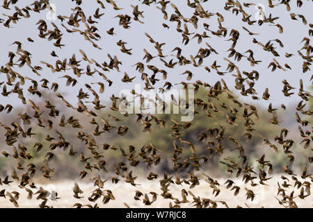 Quéléa à bec rouge (quelea Quelea) troupeau pendant la migration, Etosha National Park, Namibie Banque D'Images