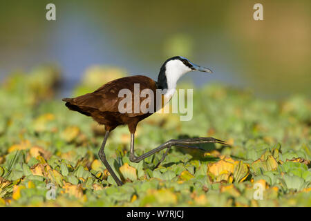 Jacana africain Actophilornis africanus) (marche sur la laitue d'eau (Pistia stratiotes) Masai-Mara Game Reserve, Kenya Banque D'Images