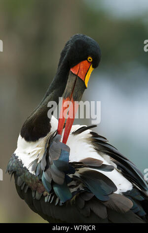 Saddle-billed stork (Ephippiorynchus senegalensis) lissage femelle elle-même, Masai-Mara Game Reserve, Kenya Banque D'Images