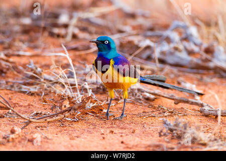 Golden-breasted Starling (Lamprotornis regius) sur le sol, l'Est de Tsavo National Park, Kenya Banque D'Images