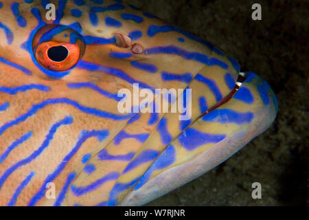 Coralcod Vermicular (Plectropomus oligacanthus) Raja Ampat, l'Irian Jaya, en Papouasie occidentale, en Indonésie, l'Océan Pacifique Banque D'Images