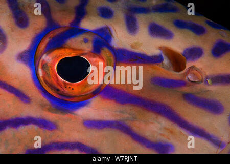 Détail de l'œil coralcod Vermicular (Plectropomus oligacanthus) Raja Ampat, l'Irian Jaya, en Papouasie occidentale, en Indonésie, l'Océan Pacifique Banque D'Images