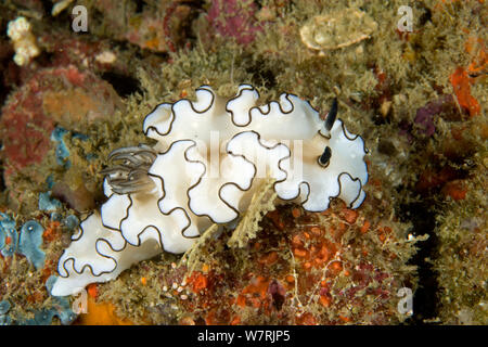 (Glossodoris atromarginata nudibranche) Raja Ampat, l'Irian Jaya, en Papouasie occidentale, en Indonésie, l'Océan Pacifique Banque D'Images