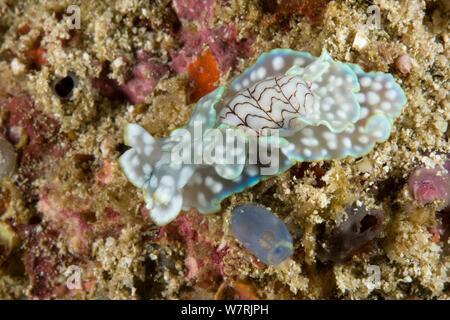 Les limaces Headshield (Micromelo undatus) Raja Ampat, l'Irian Jaya, en Papouasie occidentale, en Indonésie, l'Océan Pacifique Banque D'Images