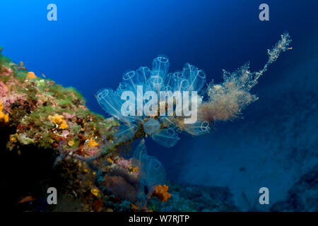 Clavelina lepadiformis (tuniciers) 'Le Formiche' site de plongée, l'île de Ponza, Italie, Mer Tyrrhénienne, Mer Méditerranée Banque D'Images