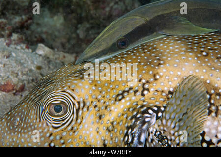 Remoras (Echeneis naucrates) sur la pompe à points bleus (Arothron caeruleopunctatus) Cendana Jetty, l'île de Waigeo, Raja Ampat, l'Irian Jaya, en Papouasie occidentale, en Indonésie, l'Océan Pacifique Banque D'Images