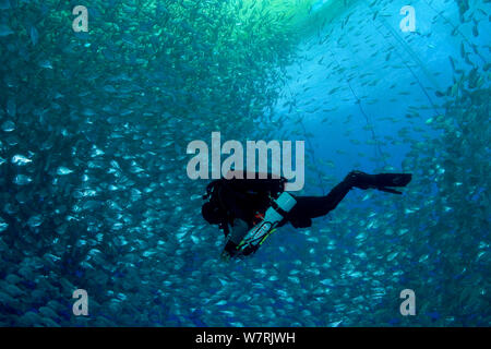 Recycleur plongeur avec à l'intérieur de cages utilisées pour l'aquaculture avec mille de la dorade royale (Sparus aurata) l'île de Ponza, Italie, Méditerranée, Mer Tyrrhénienne Banque D'Images