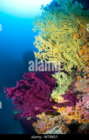 Corail noir (Gerardia savaglia) et ventilateur de la mer Rouge (Paramuricea clavata) mur de Bisevo, l''île de Vis, Croatie, Mer Adriatique, Mer Méditerranée Banque D'Images