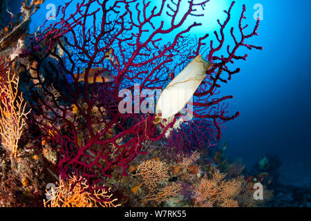 Bourses (Scyliorhinus sp) sur la mer Rouge ventilateur (Paramuricea clavata) dans Stupiste site de plongée, l'île de Vis, Croatie, Mer Adriatique, Mer Méditerranée Banque D'Images