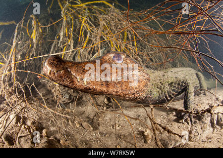 / Nain de Cuvier (Paleosuchus palpebrosus Caiman musqué) Rivière Formoso, bonite, Mato Grosso do Sul, Brésil Banque D'Images