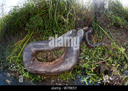 Anaconda vert (Eunectes murinus) sur le bord de la rivière, de la rivière Formoso, bonite, Mato Grosso do Sul, Brésil Banque D'Images