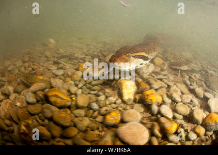 Anaconda vert (Eunectes murinus) Rivière Formoso, bonite, Mato Grosso do Sul, Brésil Banque D'Images