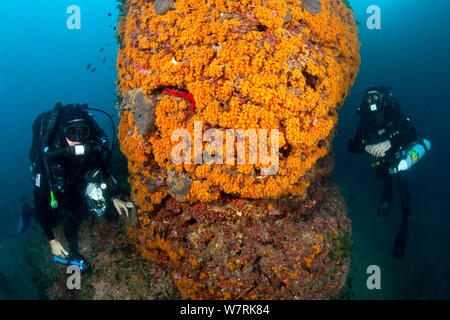 Reabreather les plongeurs et mur recouvert avec cluster jaune Parazoanthus axinellae (anémone) l'île d'Ischia, Italie, Méditerranée, Mer Tyrrhénienne Banque D'Images