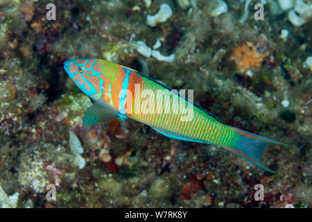 Ornate Wrasse (Thalassoma pavo) l'île de Vis, Croatie, Mer Adriatique, Mer Méditerranée Banque D'Images