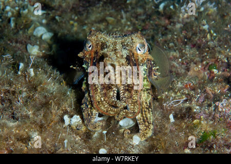 La seiche commune (Sepia officinalis), le site de plongée spéléo, l''île de Vis, Croatie, Mer Adriatique, Mer Méditerranée Banque D'Images