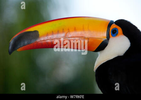 Toucan Toco (Ramphastos toco) Bonito, Mato Grosso do Sul, Brésil Banque D'Images