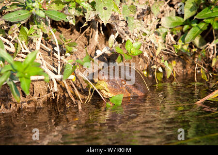 Anaconda vert (Eunectes murinus) sur le bord de la rivière Formoso, bonite, Mato Grosso do Sul, Brésil Banque D'Images