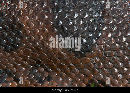 Détail de la peau de l'anaconda vert (Eunectes murinus) sur le côté de la rivière Formoso, bonite, Mato Grosso do Sul, Brésil Banque D'Images