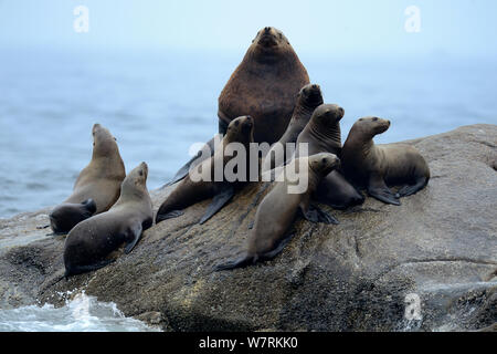 Homme Otarie de Steller (Eumetopias jubatus) avec un groupe de femmes sortis de l'eau à une rookery, Prince Rupert, en Colombie-Britannique, Canada, juin. Banque D'Images