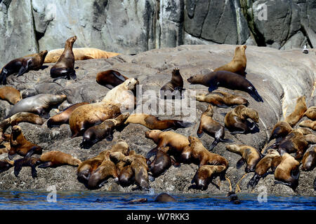 Homme Otarie de Steller (Eumetopias jubatus) avec un groupe de femelles et de jeunes sortis de l'eau à une rookery, Prince Rupert, en Colombie-Britannique, Canada, juin. Banque D'Images