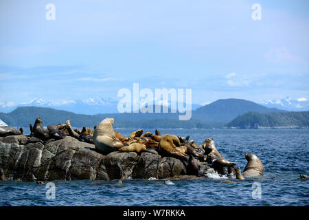 Homme Otarie de Steller (Eumetopias jubatus) avec un groupe de femmes sortis de l'eau à une rookery, Prince Rupert, en Colombie-Britannique, Canada, juin. Banque D'Images