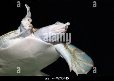 Tortue-molle à épines (Apalone spinifera), Banque D'Images