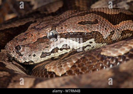 Dumeril Acrantophis dumerili boa (du), en captivité. Banque D'Images