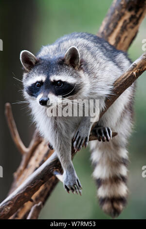 Raton laveur (Procyon lotor), en captivité. Banque D'Images