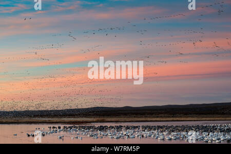 Vols d'oiseaux y compris oie des neiges (Chen caerulescens) et de jeunes grues du Canada (Grus canadensis) Bosque del Apache National Wildlife Refuge, Nouveau Mexique. Janvier 2013 Banque D'Images